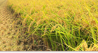 株式会社健康米味楽農場の稲穂が金色に輝いています